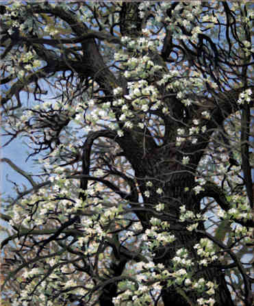 Birnbaum, blhend